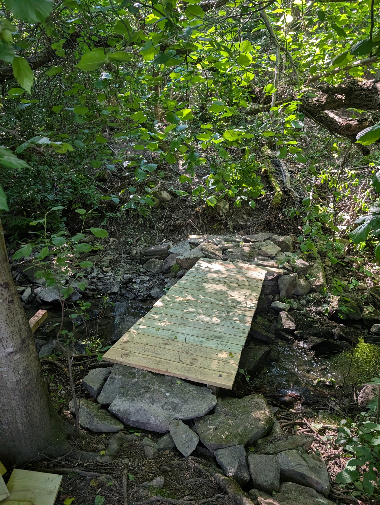 Kloppen av tre over Prinsdalsbekken i skogen